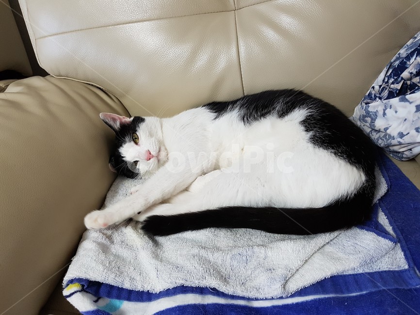 고양이,검정,흰색,검은색꼬리,핑크색코,발톱,동물,animal,포유류,mammal,고양이,cat,kitten,kitty