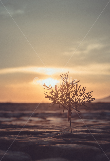 역광,노을,하늘,구름,감성,파스텔,희망,외로움,홀로,식물,자연,plants,nature,감성,sensible,feeling