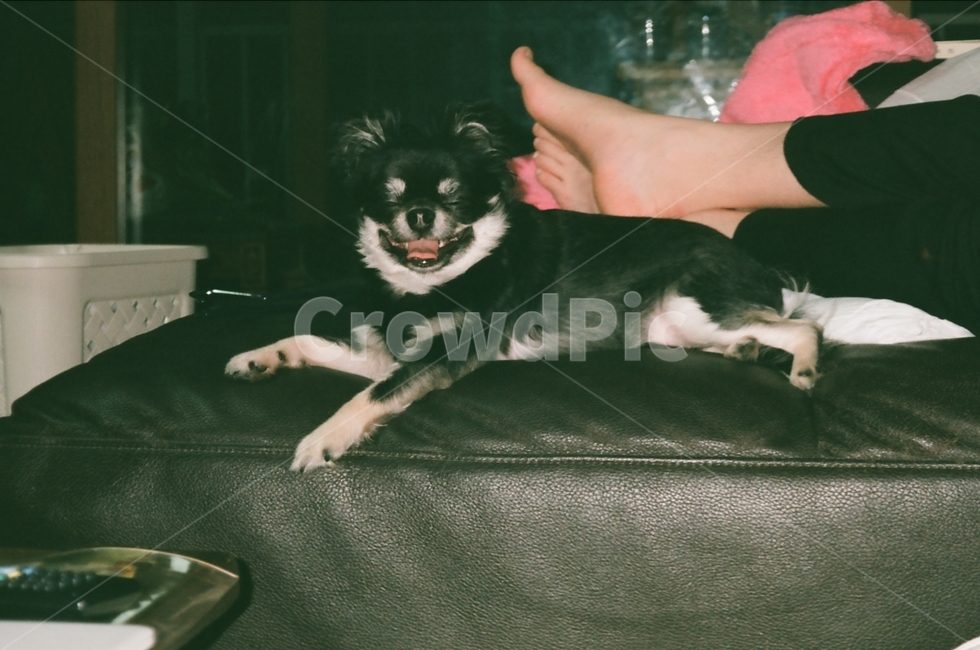 pet,동물,dog,개,animal,강아지,우리집강아지,애완동물,멍멍이웃음,웃음,즐거움,편안함,필름카메라,필름