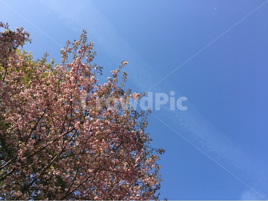벚꽃,벚나무,봄,spring,한국,산책,감성,나들이,자연,nature,꽃,flower,풍경,봄,계절,spring,season,식물,자연,plants,nature,나무,trees,wood,plant