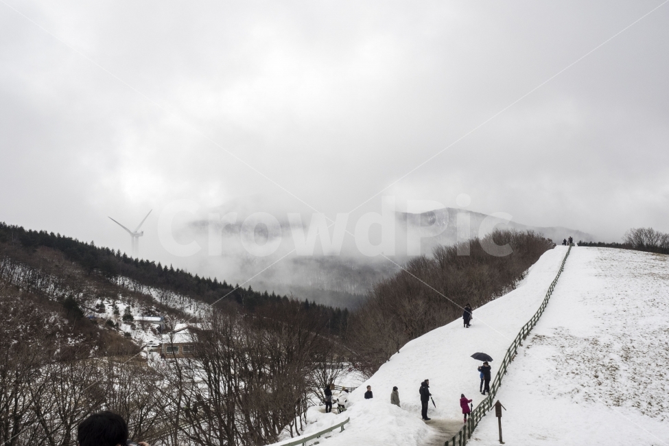 양떼목장,안개,대관령,눈,겨울,fog,mountain,snow,winter,자연,풍경,nature,landscape,겨울,계절,winter,season,tree,나무,plant,식물,fir,전나무