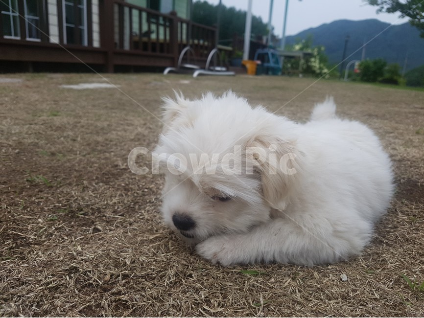 강아지,개,dog,puppy,동물,animal,포유류,클로즈업,확대,closeup,시골,한국,마당,바닥,floor,mixdog,믹스견,한가한,온순한,코,발,흰색,풀밭,털,귀여운,cute,동물,animal,포유류,mammal,개,강아지,dog,doggy