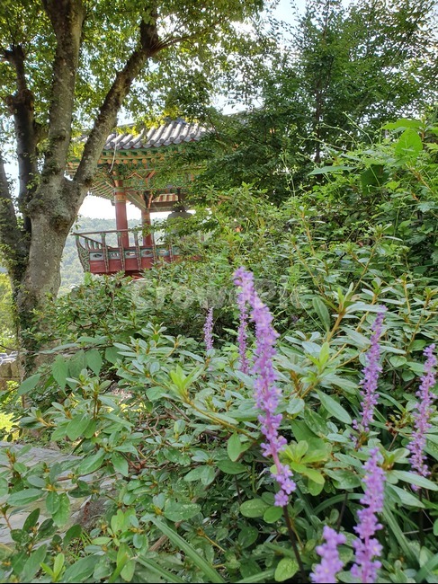 라벤더,한옥,꽃,자연,풍경,나무