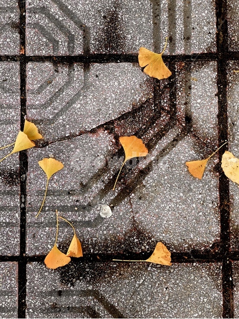 가을,낙엽,보도블럭,바닥,땅,감성,우울,식물,잎,plant,leaf,가을,계절,fall,autumn,season