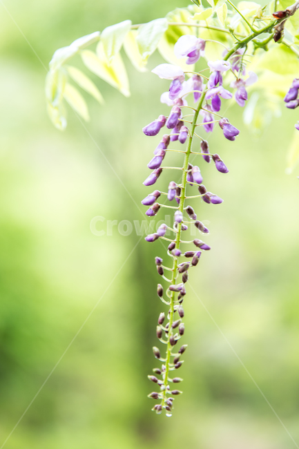 plant,식물,flower,꽃,blossom,식물,자연,plants,nature,꽃,flower