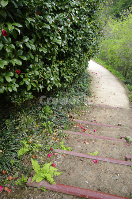 동백꽃,낙화,꽃,flower,식물,plant,자연,풍경,nature,landscape