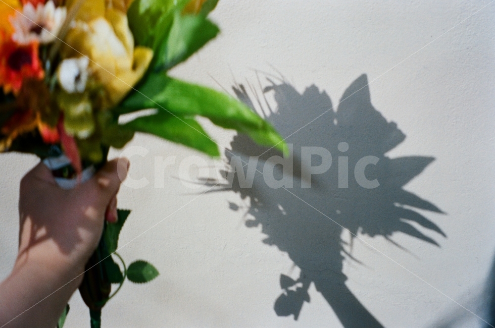 꽃,그림자,꽃다발,필름사진,감성사진,필름카메라,고백,식물,자연,plants,nature,꽃,flower,기념일,축하,anniversary,congratulation,celebrate,celebration,사람,인물,인간,human,person,감정표현,기분,feeling,emotion,연출,컨셉,콘셉,direction,concept