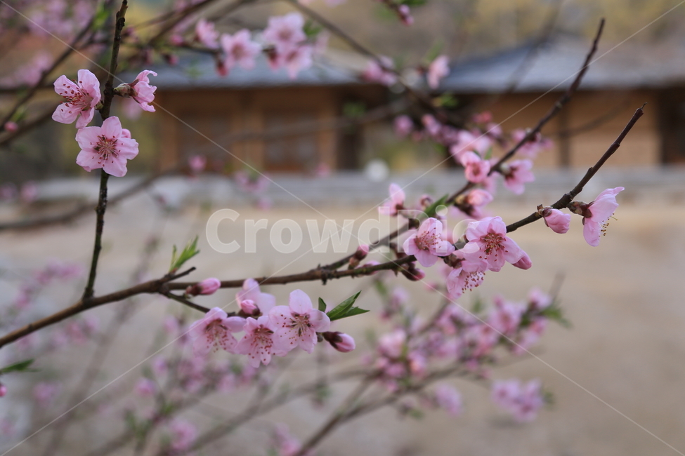 수덕사,수덕여관,복사꽃,연분홍복사꽃,사찰여행,이응로,꽃,봄,계절,spring,season,식물,자연,plants,nature,꽃,flower,plant,blossom,cherry blossom,벚꽃