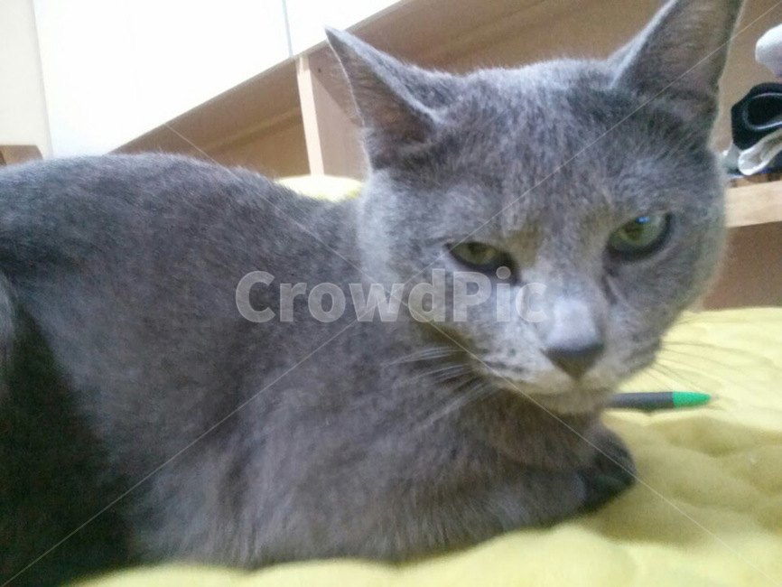 animal,고양이,cat,러시안블루,고양이얼굴