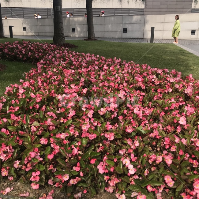 human,제라늄,blossom,꽃,flower,geranium,plant