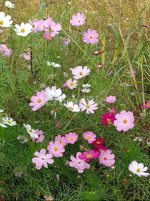 꽃,식물,plant,flower,코스모스,식물,자연,plants,nature,꽃,flower