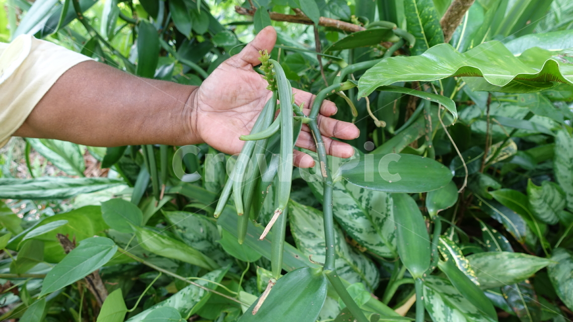 자연,nature,green,바닐라,plant,식물,vanilla,콩깍지,깍지,뉴칼레도니아,리푸,리푸섬