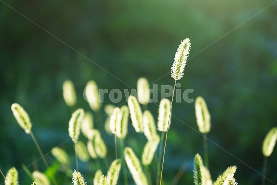 강아지풀,풀,식물,아침햇살,아침,식물,자연,plants,nature
