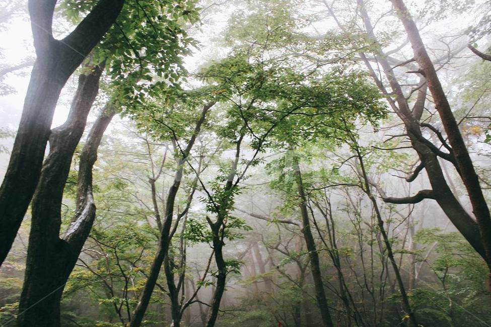 제주도한라산,한라산풍경,한라산경치,풍경,경치,자연,한국,산,안개,제주도,나무,숲,자연,풍경,nature,landscape,outdoors,옥외,plant,식물,garden,정원