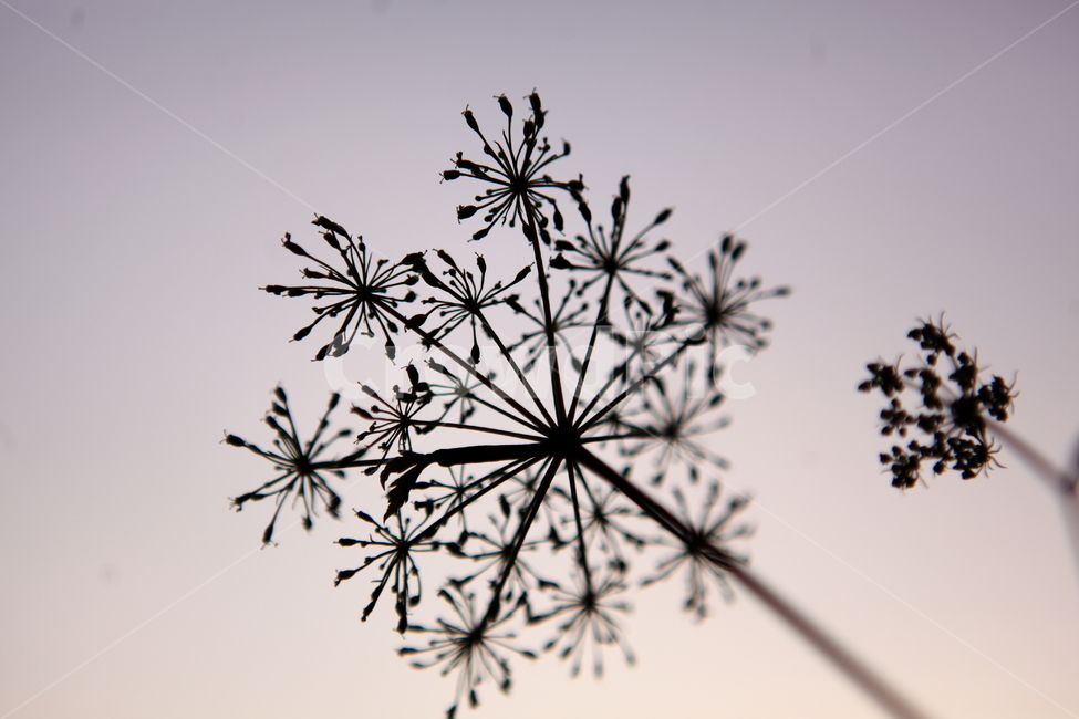 sky,seed,shadow,nature background,snow crystals,natural background,background,plant,flower seeds,shadou,Emotion