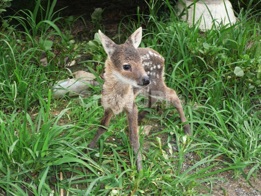 고라니새끼,고라니,사슴과,포유동물,야생동물,자연,동물,animal,포유류,mammal