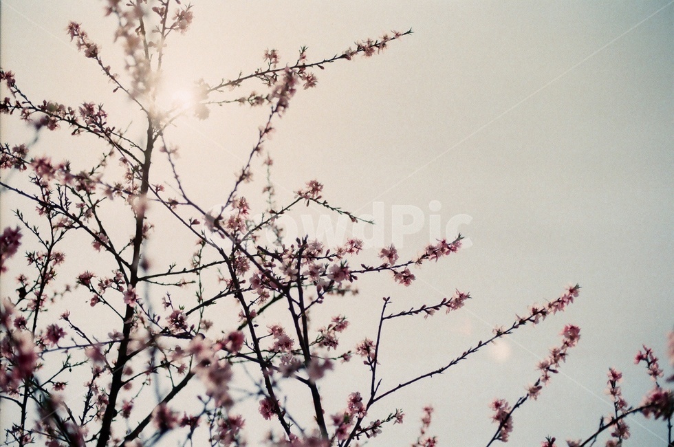 봄꽃,감성사진,벚꽃,매화,핑크꽃,햇빛,필름카메라,봄,계절,spring,season,plant,식물,blossom,꽃,flower