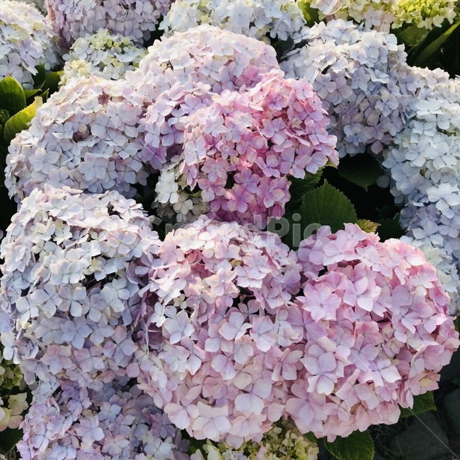 꽃,수국,plant,자연,flower,식물,자연,plants,nature,꽃,flower