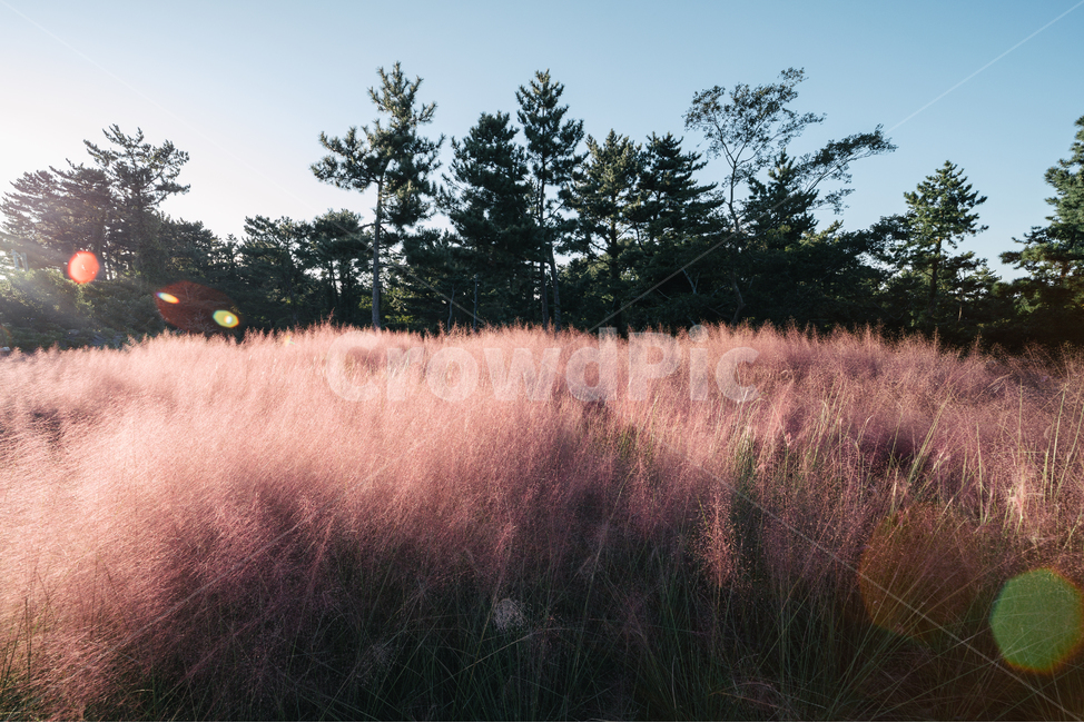 pinkmuhlygrass,핑크뮬리,가을꽃,꽃,핑크,pink,tree,나무,소나무,정원,가을,계절,fall,autumn,season,plant,식물,field,들