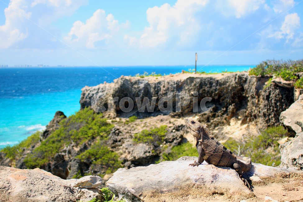 iguana,이구아나,reptile,animal,lizard,도마뱀,동물,멕시코,mexico,칸쿤,카리브해,파충류,cancun,caribbean,풍경,바다풍경,바다,sea,절벽,cliff,해안가,동물,animal,파충류,양서류,reptile,amphibian