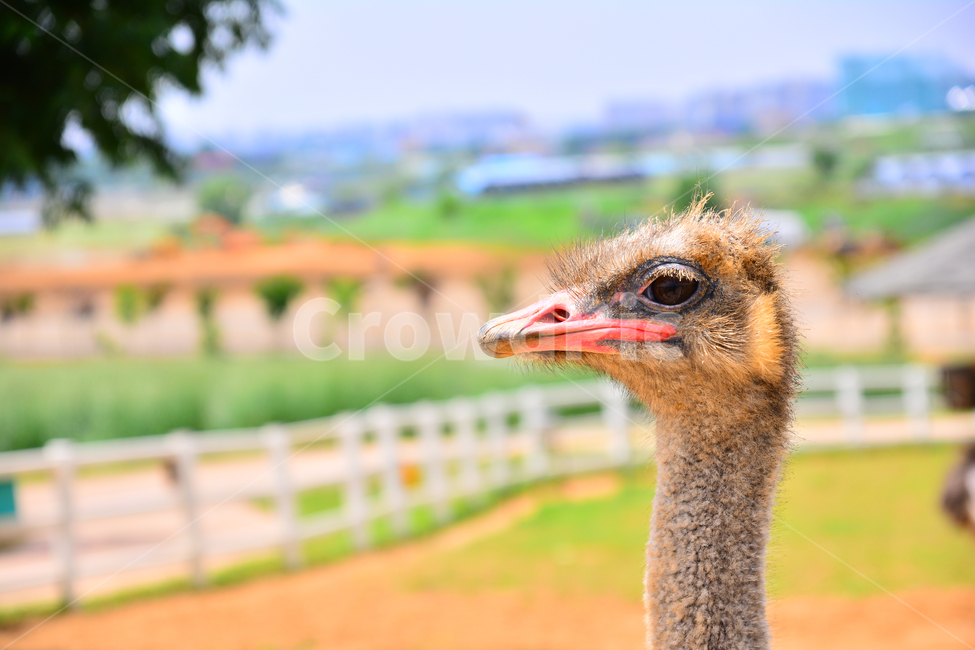 타조,동물,동물원,눈동자,털,시선,animal,ostrich,순수,눈망울,머리,부리,사육장,zoo,조류,새,짐승,동물,animal,조류,새,birds