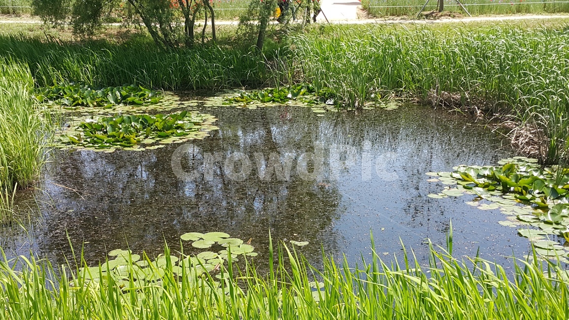 연못,식물,풀,물,웅덩이,자연,풍경,nature,landscape,land,땅,outdoors,옥외,water,swamp,늪,marsh,습지,bog,변소