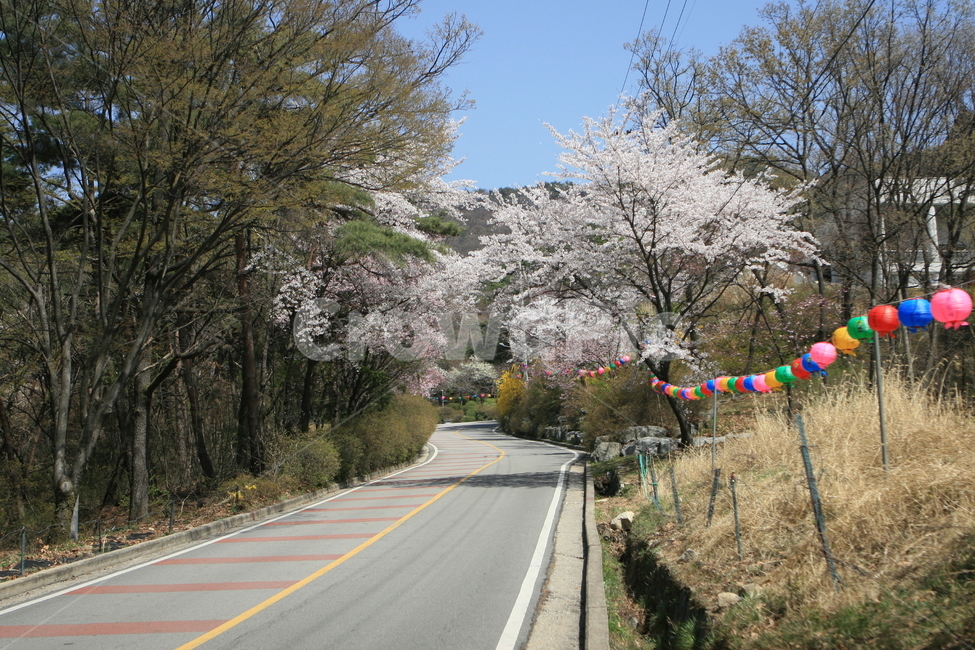 도로,길,부처님오신날,봄날,봄,꽃나무,풍경,꽃길,경치