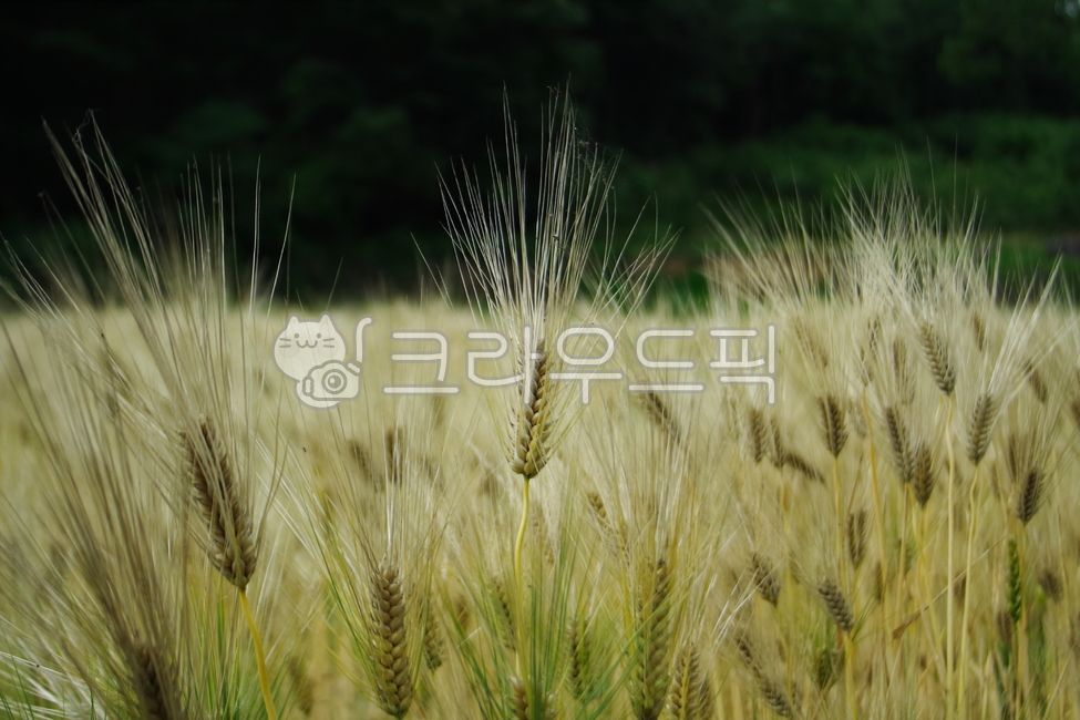 보리,봄,식물,곡물,plant