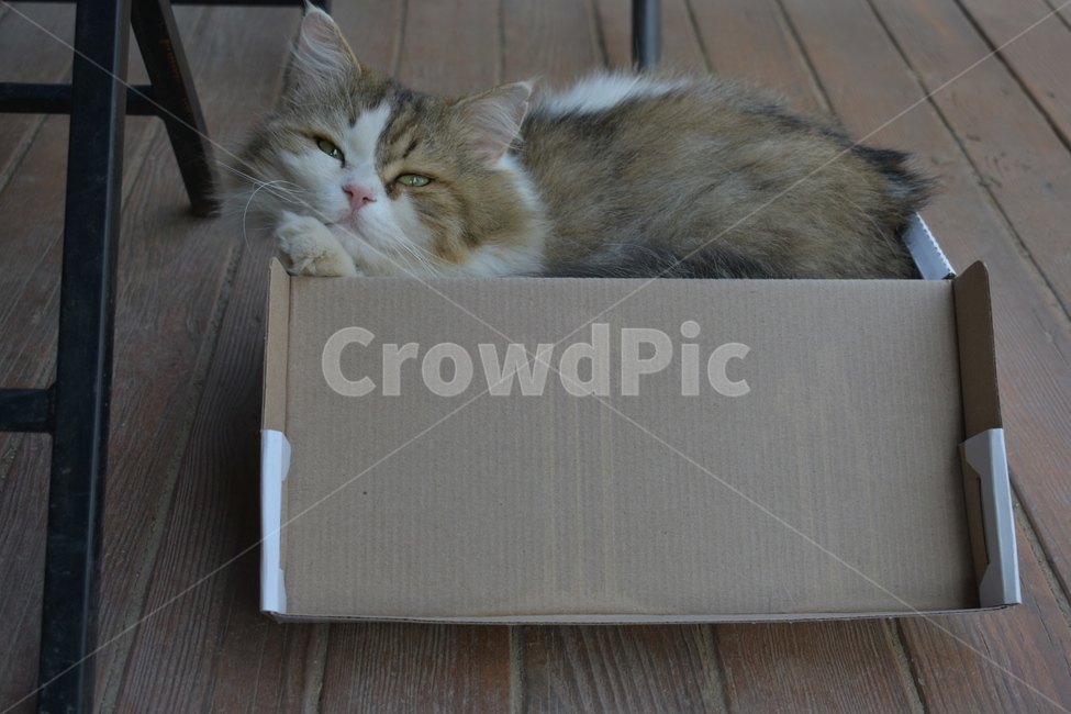 고양이,cat,나른한고양이,자는고양이,상자속고양이