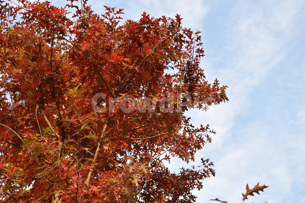 나무,단풍,하늘,구름,잎,가을,가을,계절,fall,autumn,season,plant,식물,leaf,tree