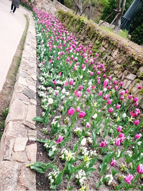 튤립,꽃,화려한,화사한,분홍꽃