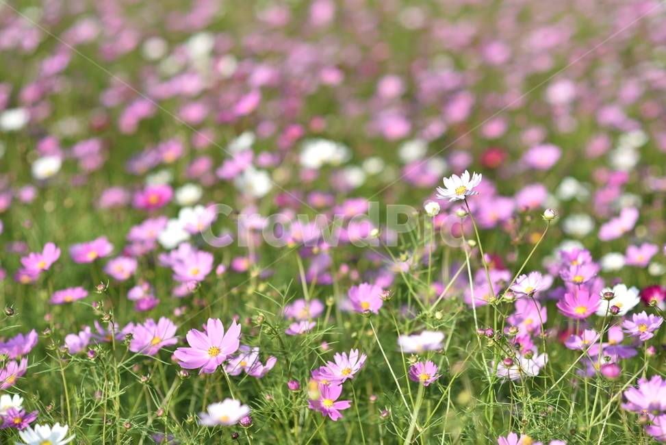 코스모스,가을,꽃,autumn,comoncosmos,cosmos,flower,가을,계절,fall,autumn,season,식물,자연,plants,nature,꽃,flower,outdoors,옥외,field,들,grassland,목초지