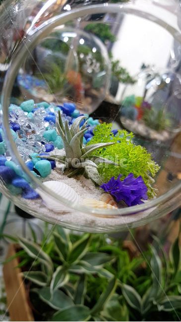 식물,데코,유리,구슬,장식,plant,데코레이션,decoration,glass,ball,succulent,다즙