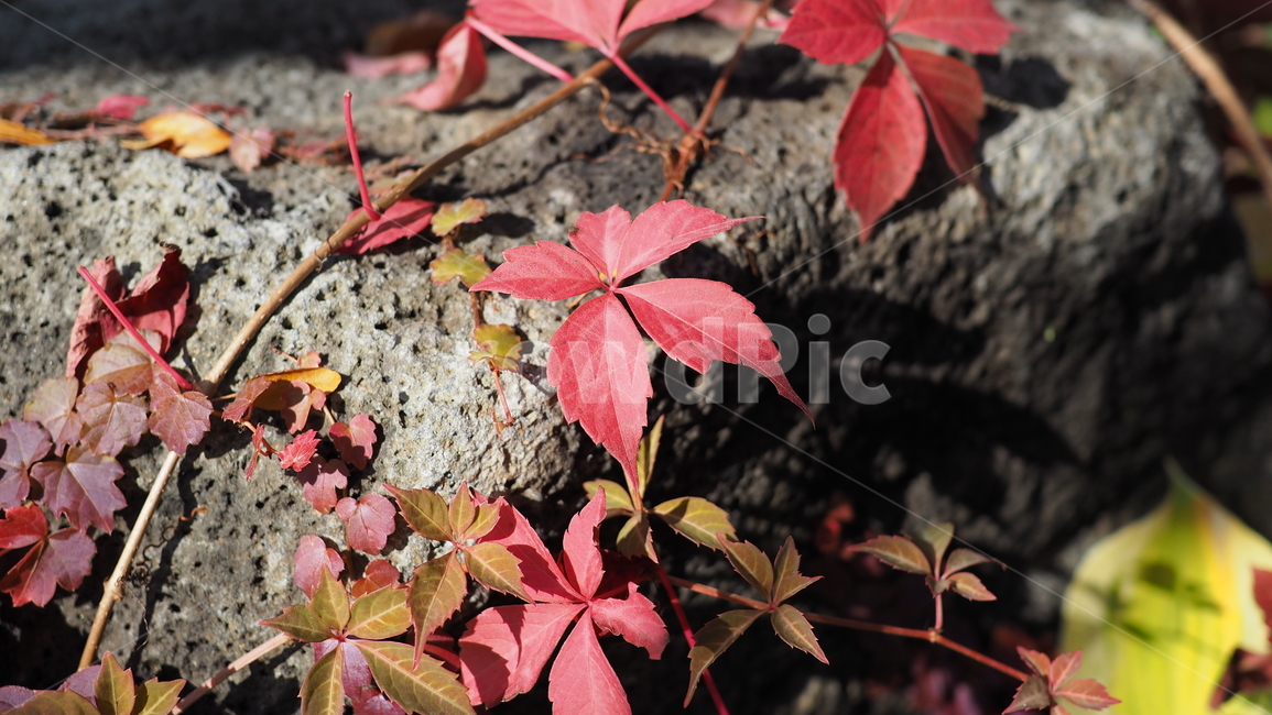 식물,잎,단풍,가을,덩쿨,leaf,plant,autumn,vine,가을,계절,fall,autumn,season,tree,나무