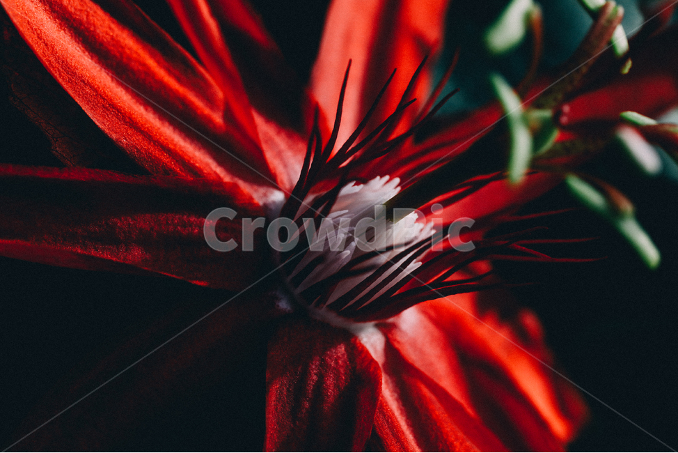 매크로,꽃잎,질감,색감,식물원,식물,자연,plants,nature,꽃,flower