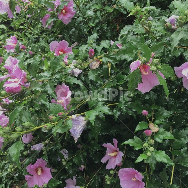 꽃,flower,식물,plant,무궁화,식물,자연,plants,nature,꽃,flower