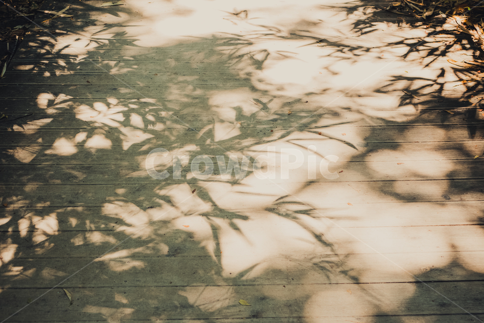 그림자,shadow,대나무,대나무그림자,풍경,바닥,나무그림자,바닥그림자,대나무숲그림자