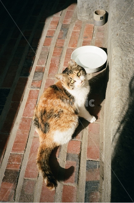 고양이,동물,cat,길고양이,animal
