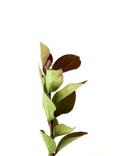blueberry,blueberryleaf,blueberryleaves,botany,branch,closeup,fresh,green,isolated,leaf,leaves,macro,natural,nature,plant,블루베리잎,나뭇잎,잎,잎사귀,그린,잎맥,뒷면,녹색,나뭇가지,가지,식물,자연,신선한,식물,자연,plants,nature,누끼,remove background