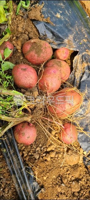 감자,적감자,빨간감자,고구마감자,식물,농산물