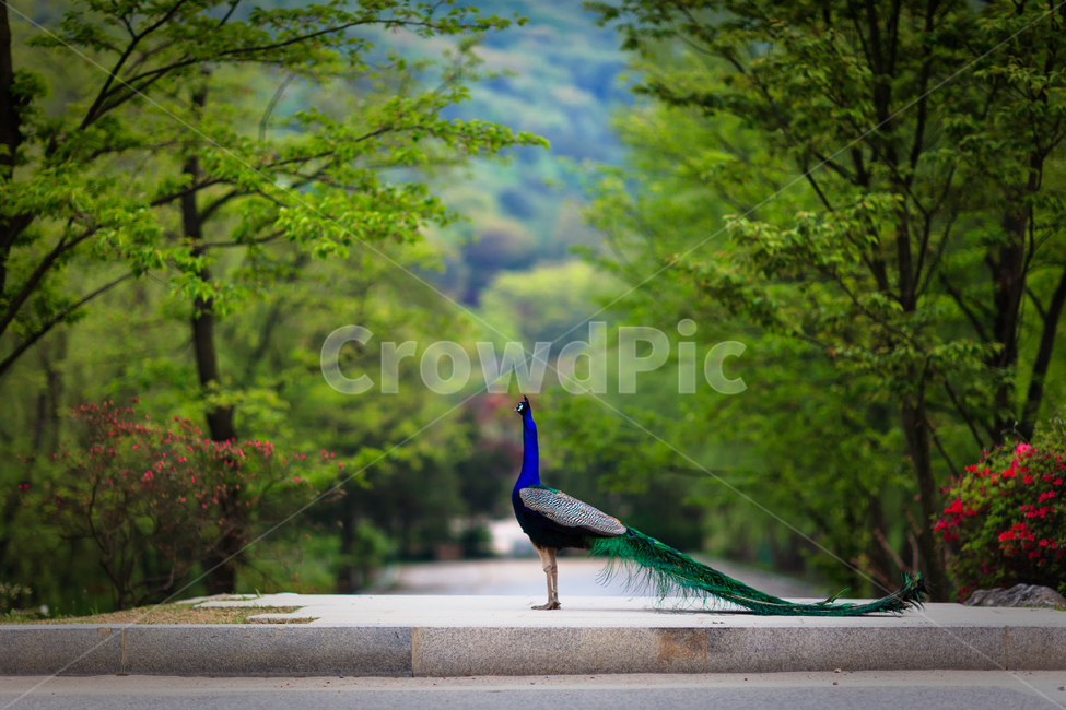 공작,동물원,깃털,자연,길,동물,animal,조류,새,birds