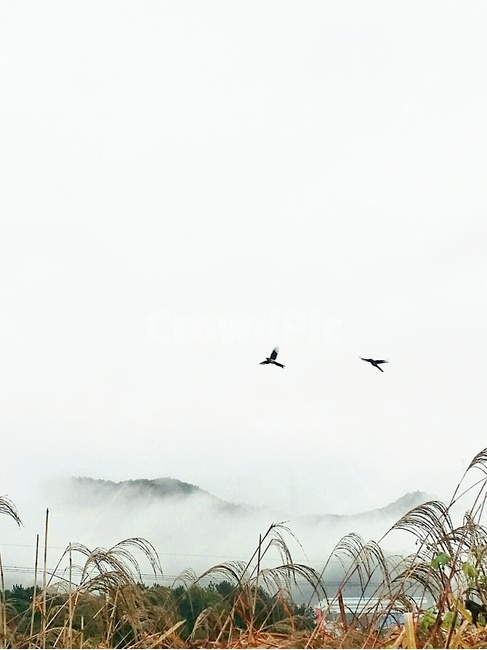 까치,운무,억새,산,하늘