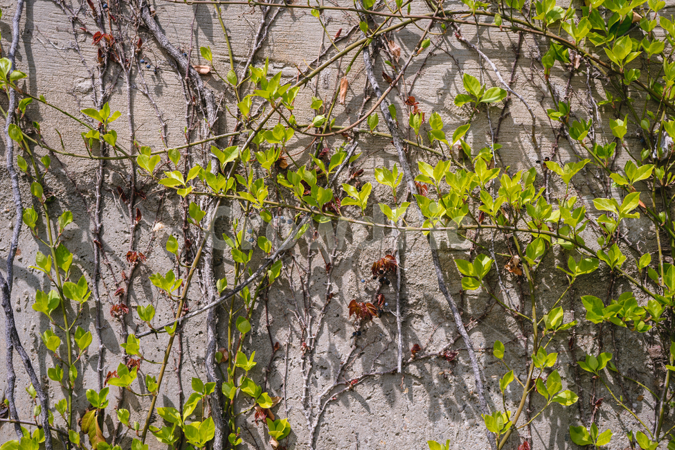 담쟁이덩굴,풍경,식물,잎,벽,식물,자연,plants,nature