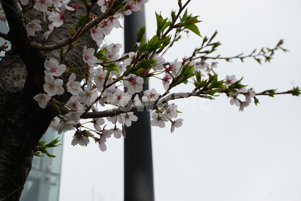벚꽃,꽃,봄꽃,흰꽃,벚꽃나무,작은꽃,분홍,flower,flowers,pink,white,식물,자연,꽃가지,spray,새싹