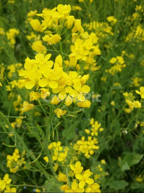 봄,봄꽃,꽃,유채꽃,유채,자연,계절,봄,계절,spring,season,식물,자연,plants,nature,꽃,flower,food,음식,mustard,머스타드