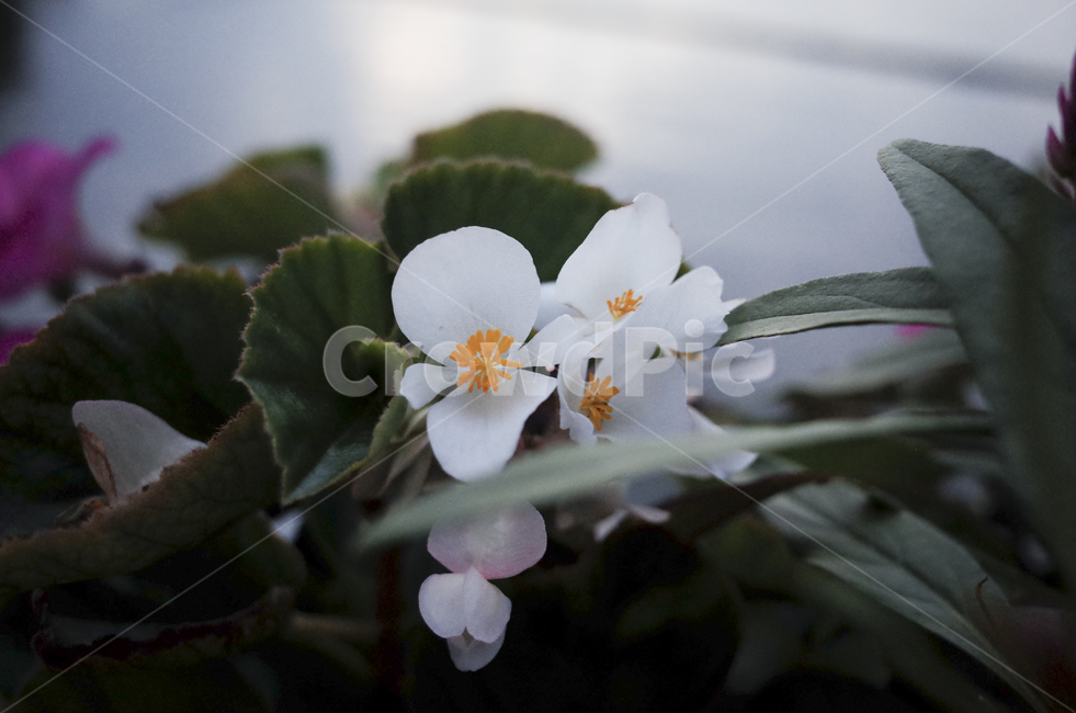 plant,식물,blossom,flower,꽃,flora,green,leaf,잎,초록,white,흰,하얀,흰꽃,하얀꽃