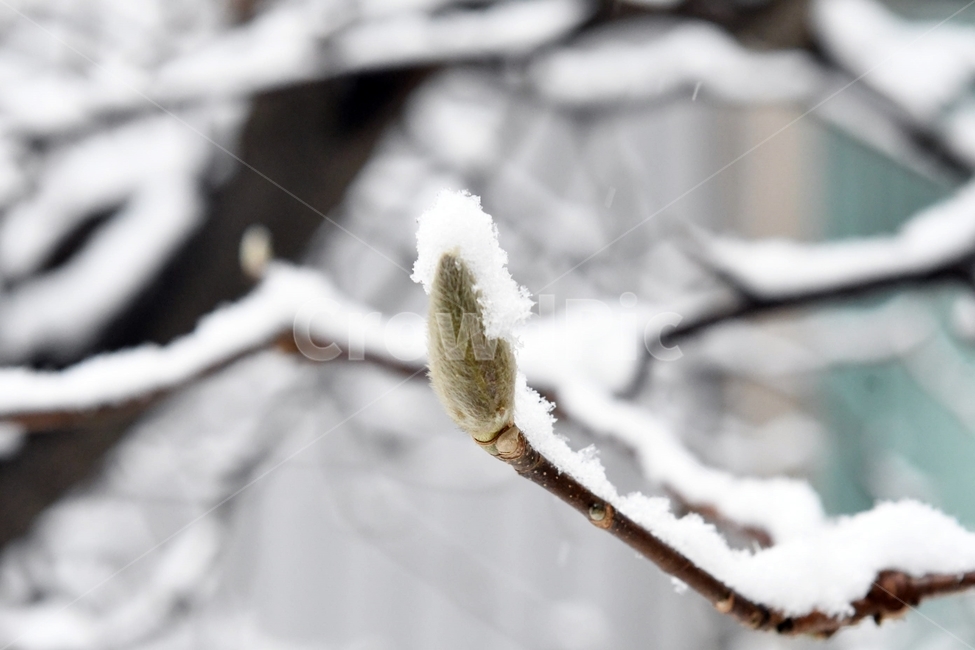 겨울,눈,목련,꽃,목련꽃,자연,계절,winter,season,식물,plants,nature,겨울,계절,winter,season