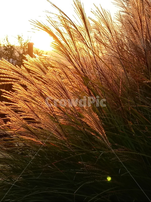갈대,식물,plant,reed,겸가,여러해살이풀,붉은하늘,가을,계절,fall,autumn,season,식물,자연,plants,nature,grass,잔디,lawn