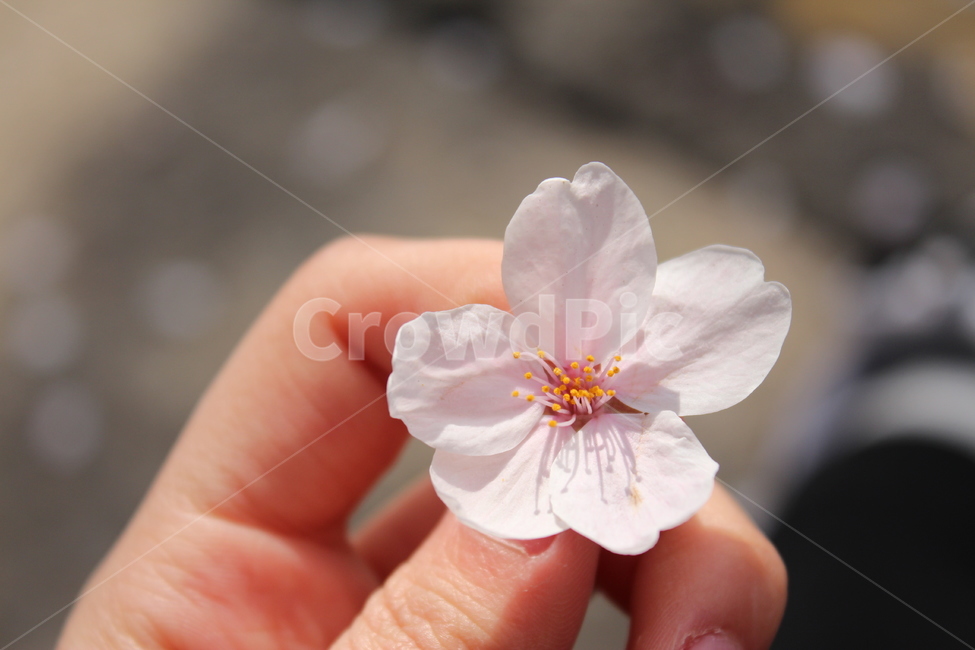 벚꽃,손,꽃잎,꽃,봄,봄,계절,spring,season,꽃,flower,plant,식물