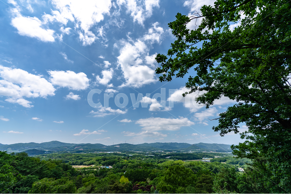 맑음,하늘,나무,푸르름,공원,숲,sky,tree,park,foreset,자연,풍경,nature,landscape,outdoors,옥외